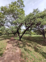 Dalbergia miscolobium