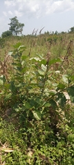 Magnoliopsida