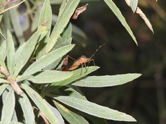 Anisoscelis marginellus