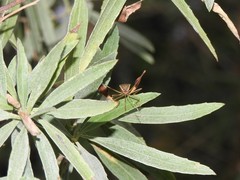 Anisoscelis marginellus