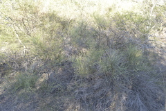 Prosopis sericantha