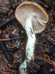 Phlegmacium variosimile