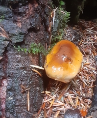 Phlegmacium variosimile