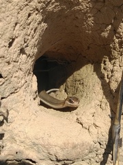 Philodryas nattereri