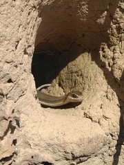 Philodryas nattereri