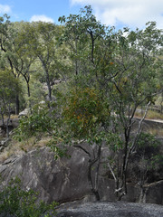 Dendrophthoe glabrescens