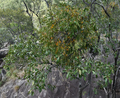 Dendrophthoe glabrescens