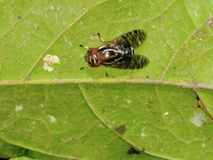 Scholastinae