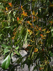 Dendrophthoe glabrescens