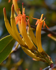 Dendrophthoe glabrescens