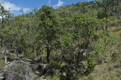 Dendrophthoe glabrescens