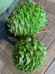 Araucaria bidwillii