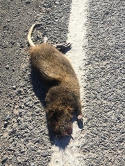 Myocastor coypus coypus