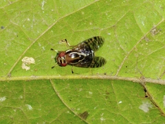 Scholastinae