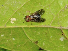 Scholastinae