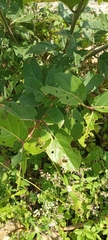 Magnoliopsida