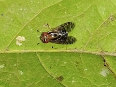 Scholastinae