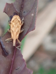Lixus impressiventris