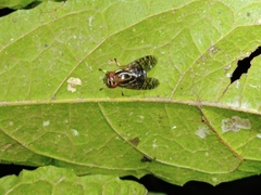 Scholastinae