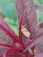 Lixus impressiventris