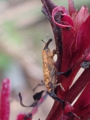 Lixus impressiventris