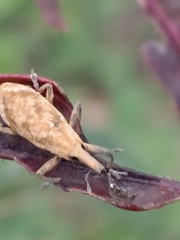 Lixus impressiventris