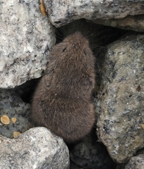 Microtus agrestis