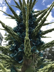 Puya alpestris