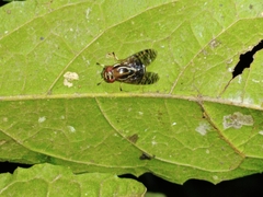 Scholastinae