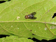 Scholastinae