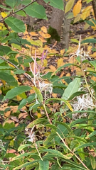 Chamaenerion angustifolium