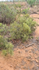 Euclea linearis