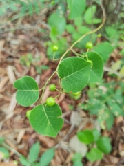 Maprounea