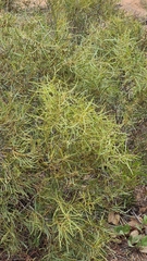 Euclea linearis
