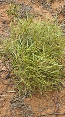 Euclea linearis