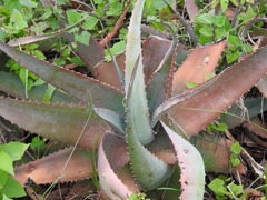 Aloe chabaudii
