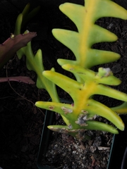 Selenicereus anthonyanus