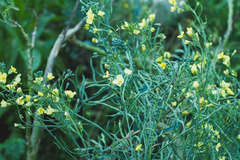 Brassica oleracea italica