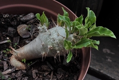 Pachypodium saundersii