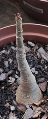 Adenium multiflorum