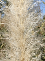 Cortaderia selloana