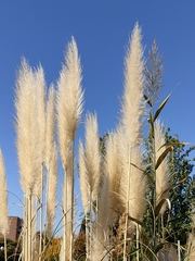 Cortaderia selloana