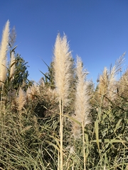 Cortaderia selloana
