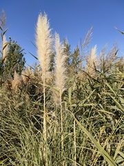 Cortaderia selloana