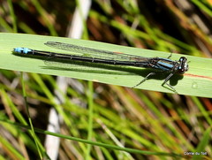 Pseudagrion draconis