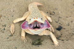 Phrynocephalus mystaceus