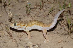 Teratoscincus scincus