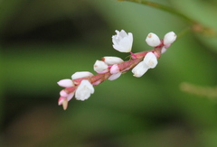 Persicaria jucunda