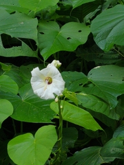 Ipomoea santillanii