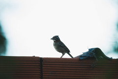 Zonotrichia capensis